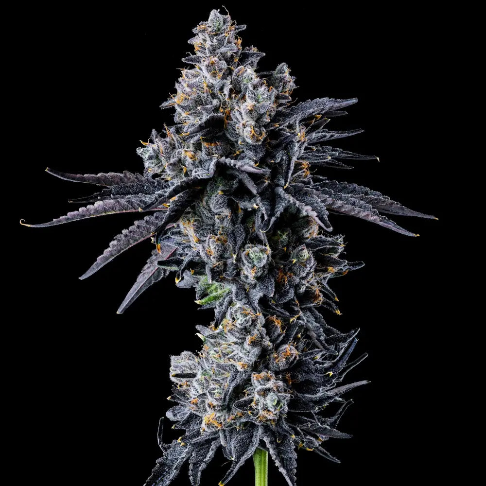 Empire 54 | Wizard Trees