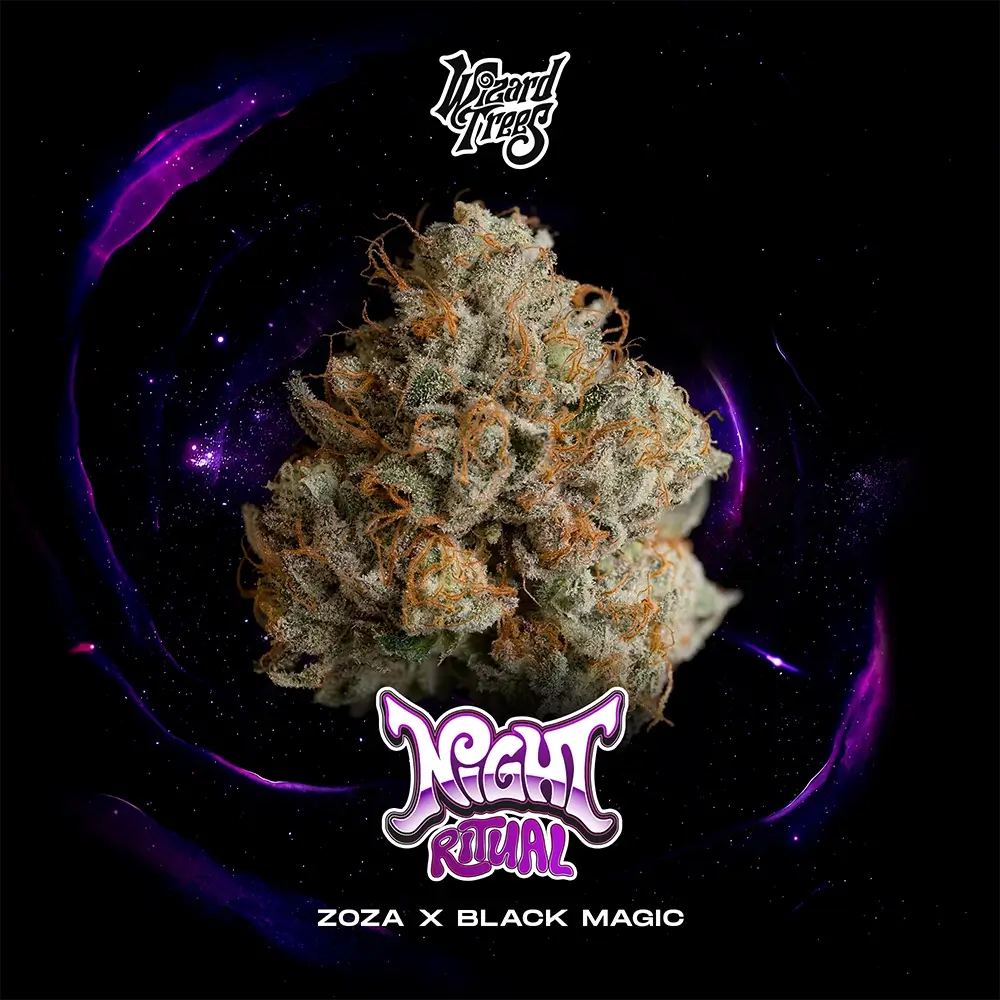 Night Ritual | Wizard Trees