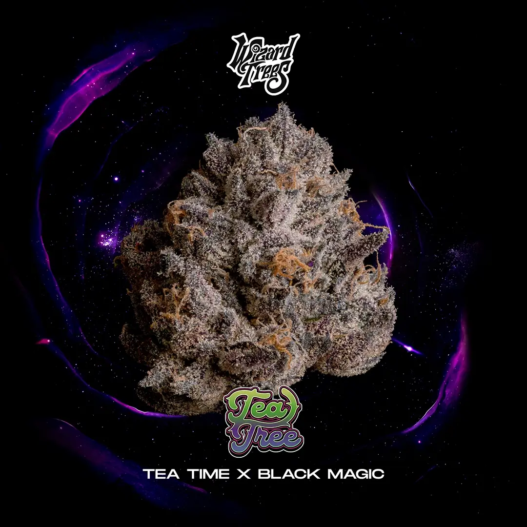 Tea Tree | Wizard Trees