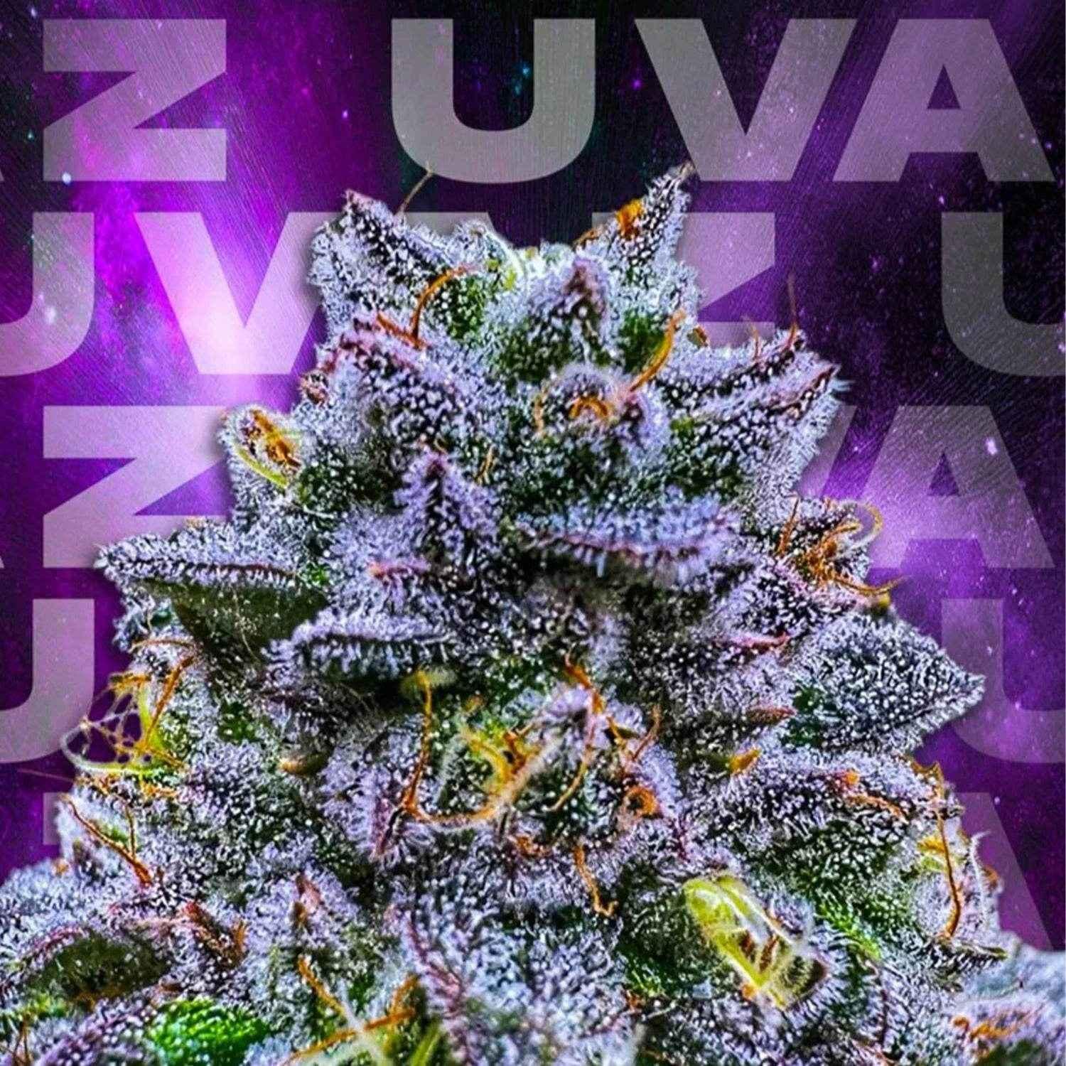 Uvaz | Wizard Trees