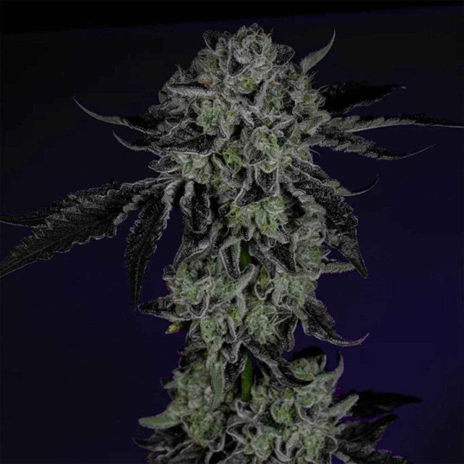 White Zangria | Wizard Trees