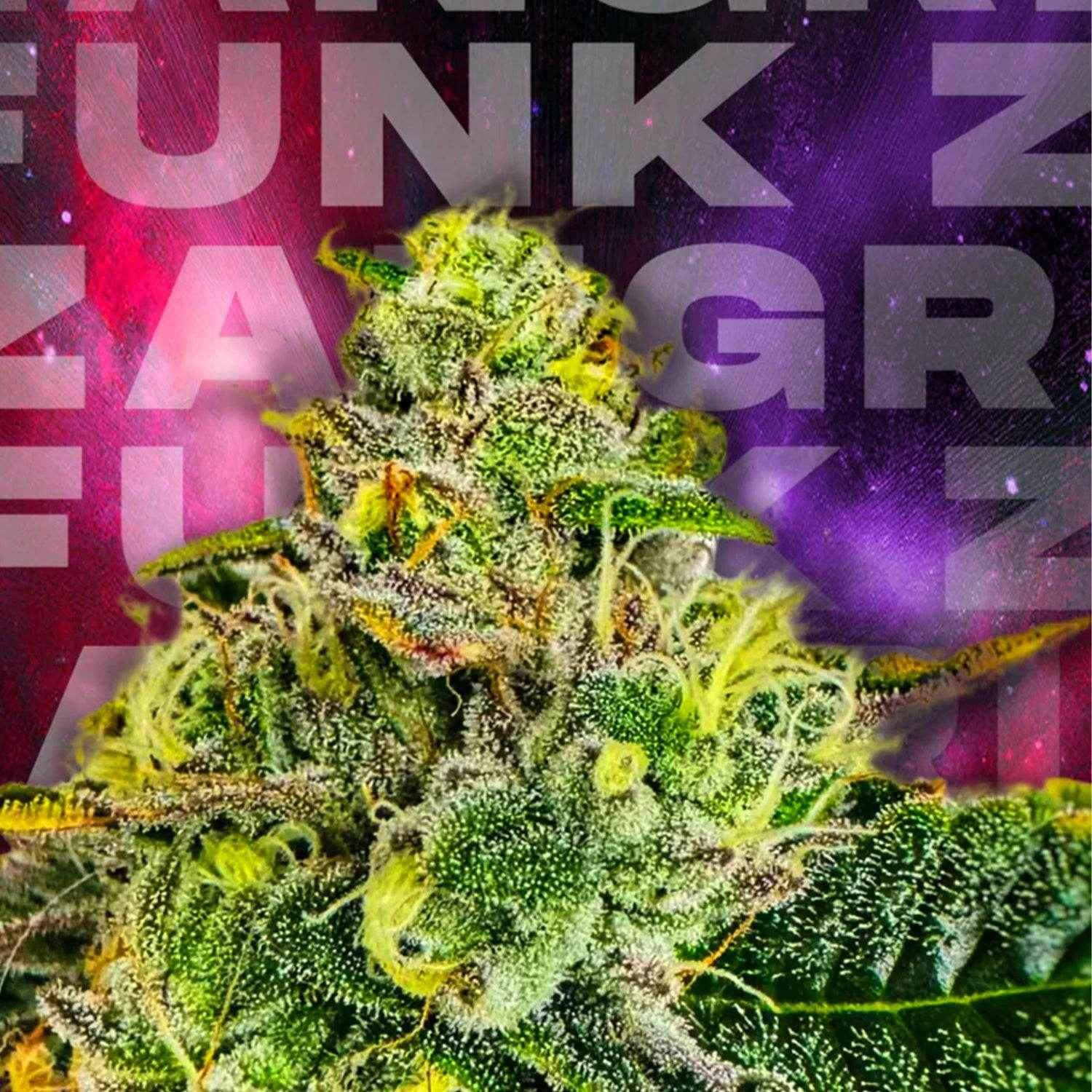 Zangria Funk | Wizard Trees